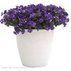 Petunia 'Deluxe Night Sky' | Petunia