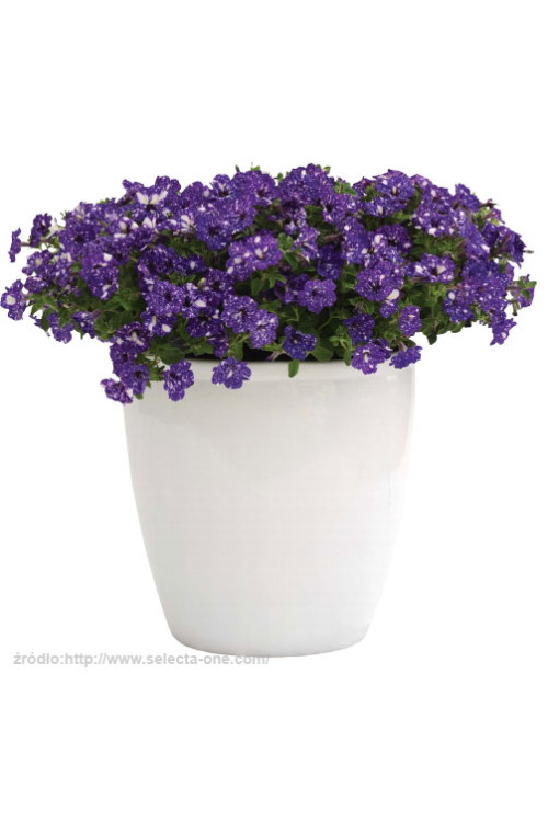 Petunia 'Deluxe Night Sky' | Petunia