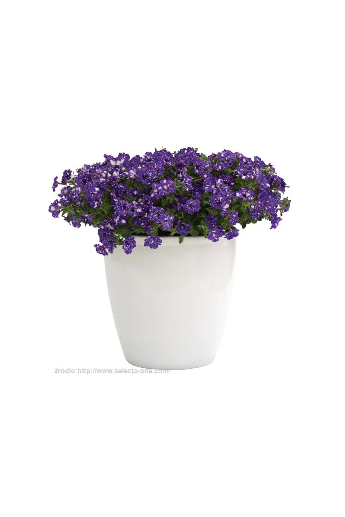 Petunia 'Deluxe Night Sky' | Petunia