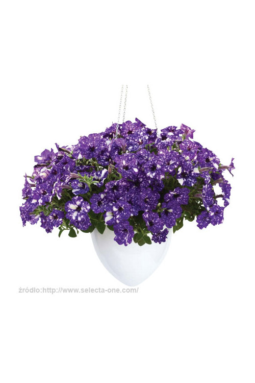 Petunia 'Deluxe Night Sky' | Petunia