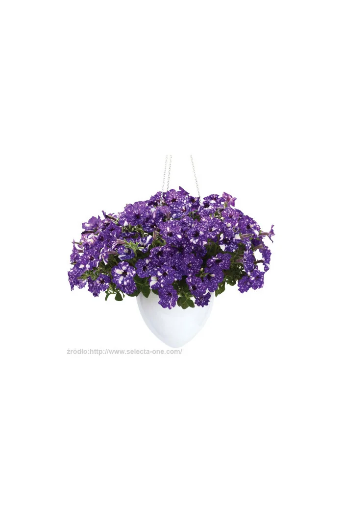 Petunia 'Deluxe Night Sky' | Petunia
