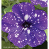 Petunia 'Deluxe Night Sky' | Petunia