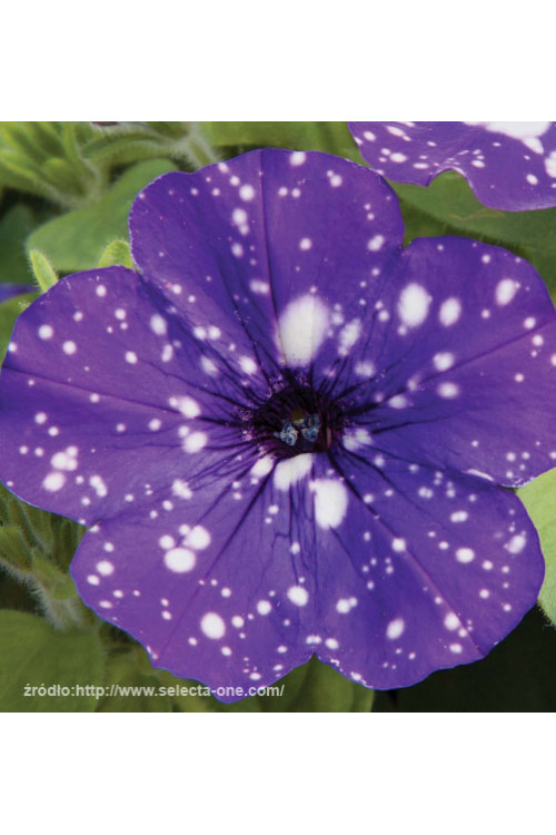 Petunia 'Deluxe Night Sky' | Petunia