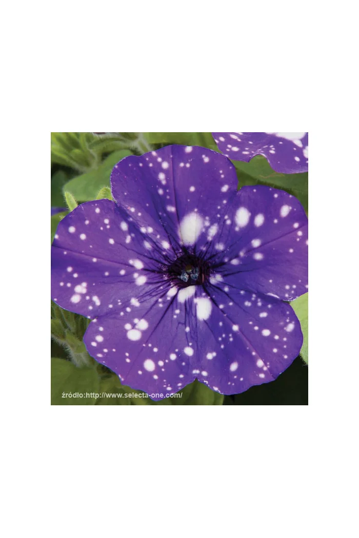 Petunia 'Deluxe Night Sky' | Petunia