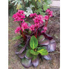 Bergenia 'Early Brilliance Magenta' | Bergenia