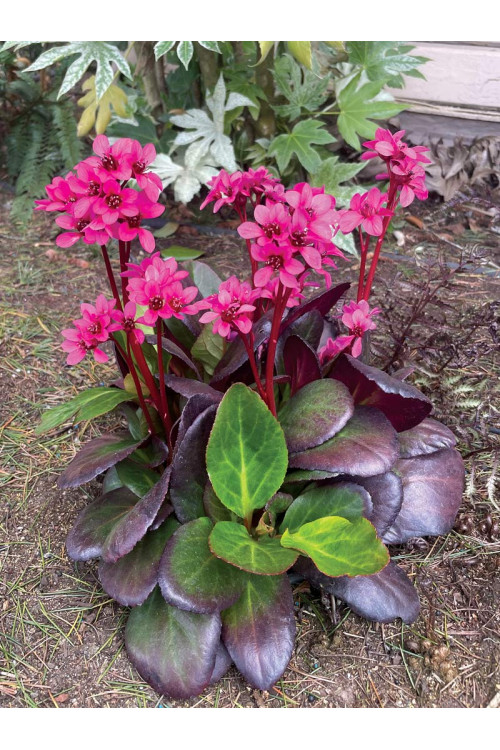 Bergenia 'Early Brilliance Magenta' | Bergenia