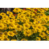 Dzielżan jesienny 'Sombrero'| Helenium autumnale