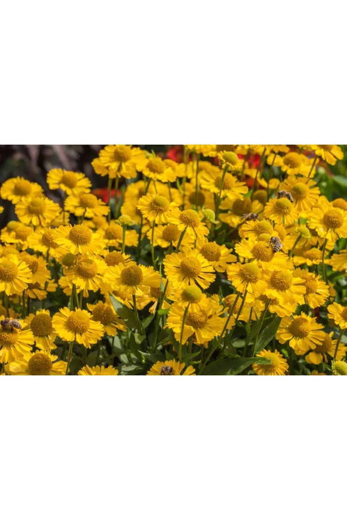 Dzielżan jesienny 'Sombrero'| Helenium autumnale