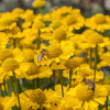Dzielżan jesienny 'Sombrero'| Helenium autumnale