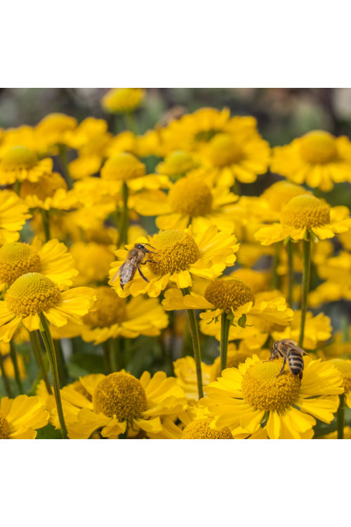 Dzielżan jesienny 'Sombrero'| Helenium autumnale
