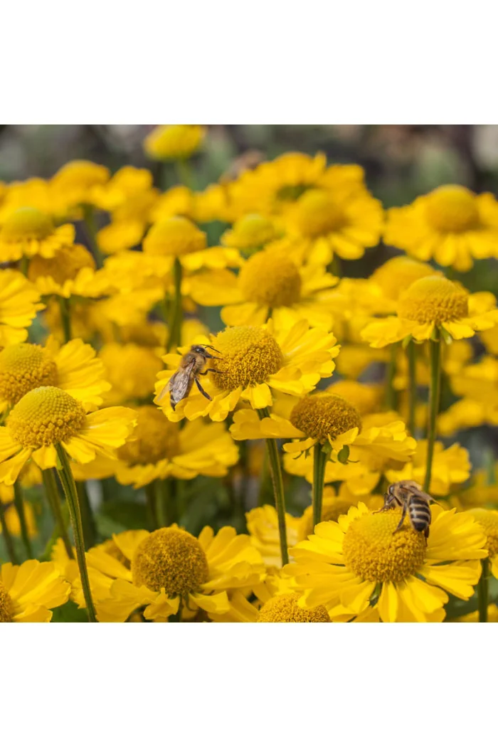 Dzielżan jesienny 'Sombrero'| Helenium autumnale