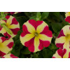Petunia 'Amore Queen of Hearts'' div class'lat' Petunia /div