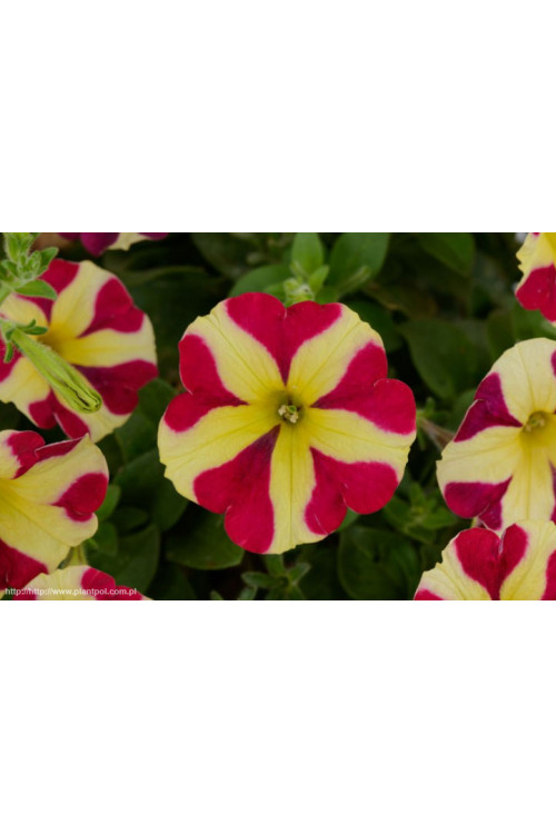 Petunia 'Amore Queen of Hearts'' div class'lat' Petunia /div