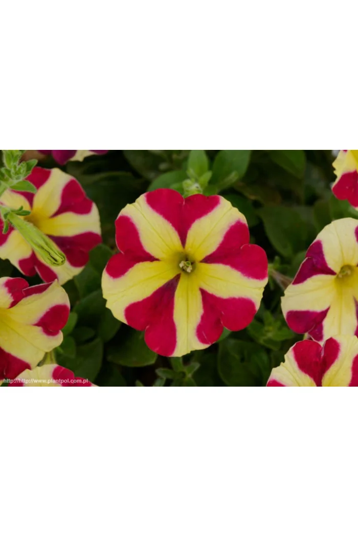 Petunia 'Amore Queen of Hearts'' div class'lat' Petunia /div