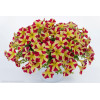 Petunia 'Amore Queen of Hearts'' div class'lat' Petunia /div