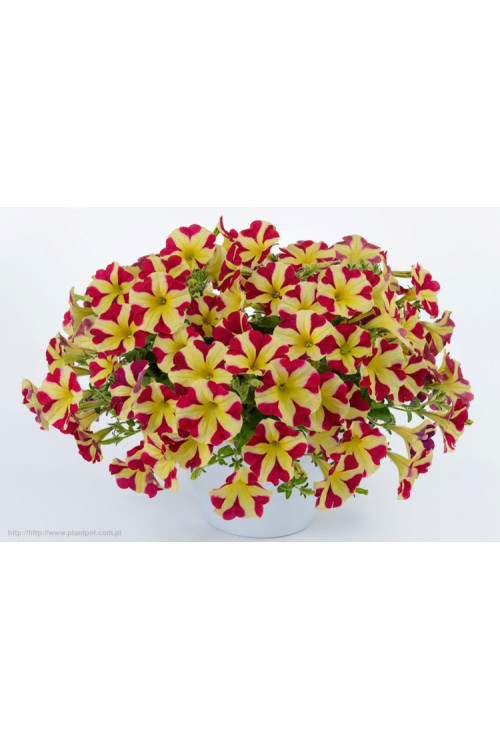 Petunia 'Amore Queen of Hearts'' div class'lat' Petunia /div