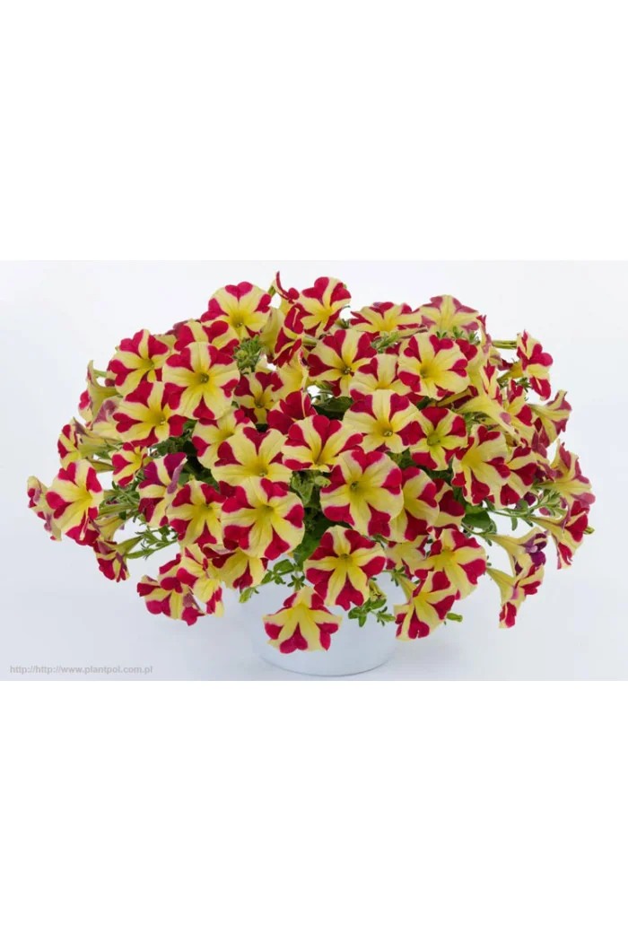 Petunia 'Amore Queen of Hearts'' div class'lat' Petunia /div