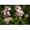 Floks wiechowaty 'Sherbet Blend' Phlox panniculata