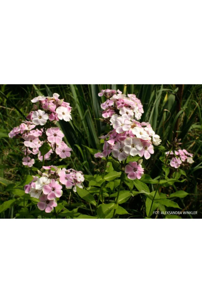Floks wiechowaty 'Sherbet Blend' Phlox panniculata