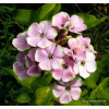 Floks wiechowaty 'Sherbet Blend' Phlox panniculata