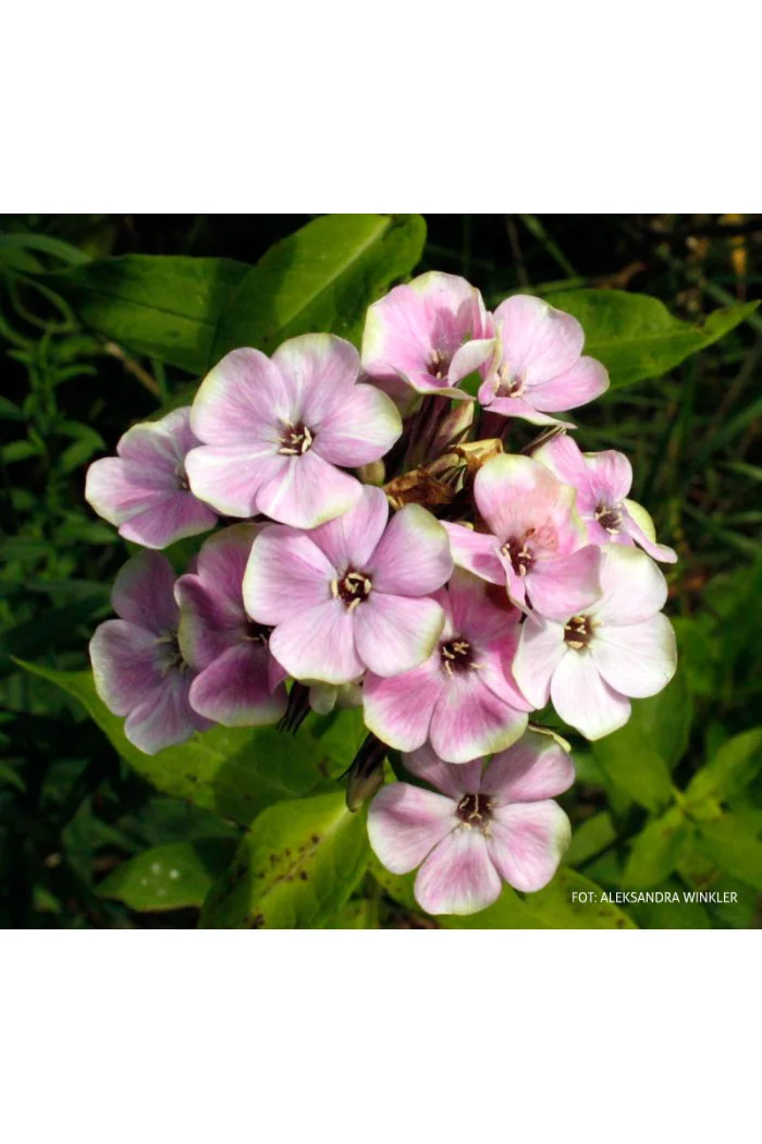 Floks wiechowaty 'Sherbet Blend' Phlox panniculata