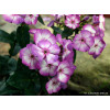 Floks wiechowaty 'Fantasy' | Phlox panniculata