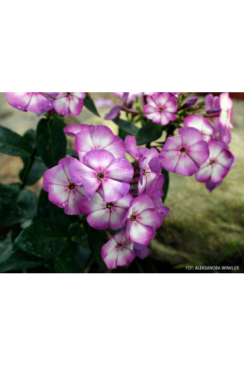 Floks wiechowaty 'Fantasy' | Phlox panniculata