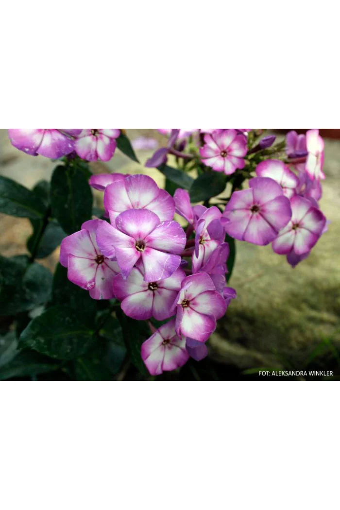 Floks wiechowaty 'Fantasy' | Phlox panniculata