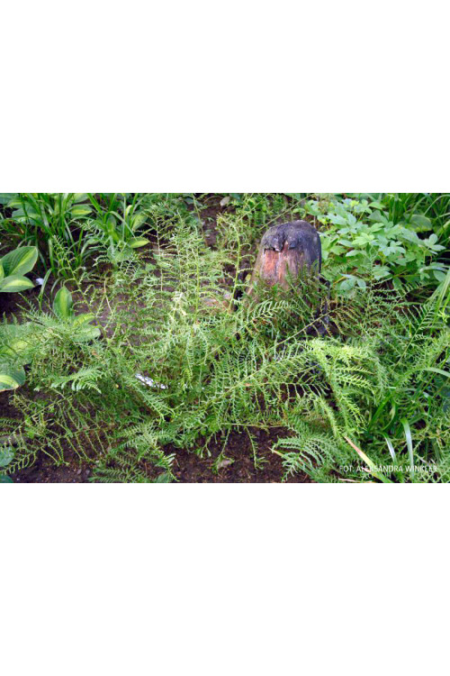 Narecznica mocna 'Linearis Polidactylon' | Dryopteris affinis