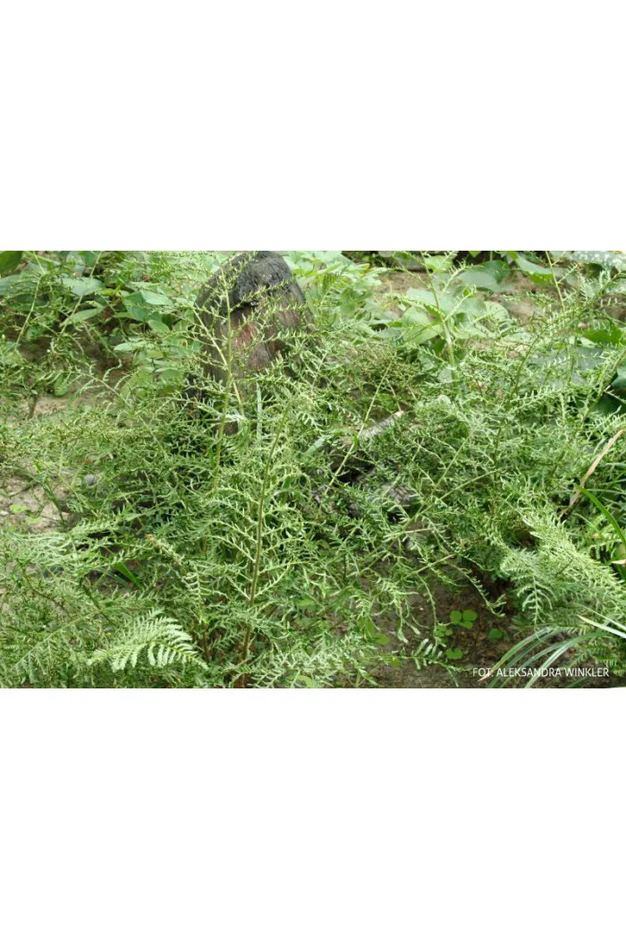 Narecznica mocna 'Linearis Polidactylon' | Dryopteris affinis