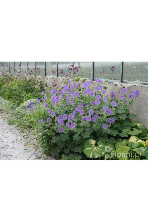 Bodziszek wspaniały | Geranium x magnificum