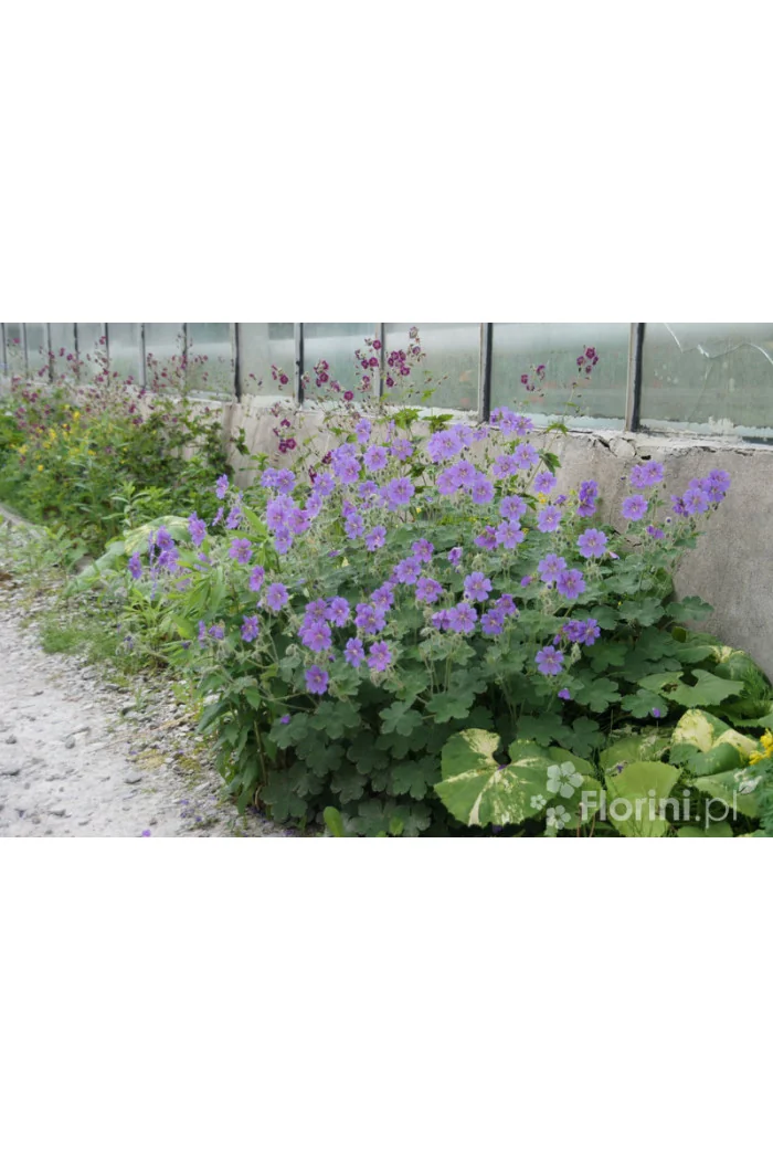 Bodziszek wspaniały | Geranium x magnificum