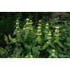 Żeleźniak Russela | Phlomis Russeliana