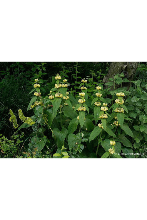 Żeleźniak Russela | Phlomis Russeliana