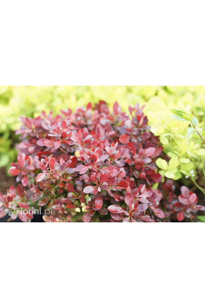 Berberys Thunberga 'Bagatelle' | Berberis thunbergii