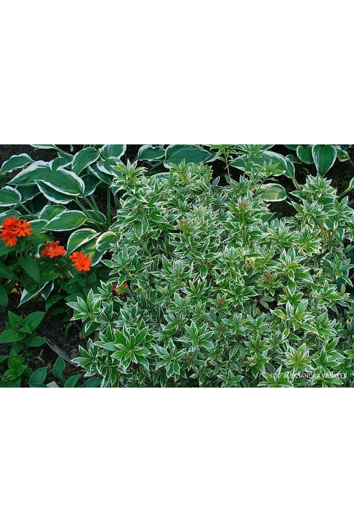 Pieris japoński 'Little Heath' Pieris japonica