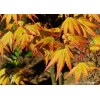Klon palmowy 'Orange Dream' | Acer palmatum
