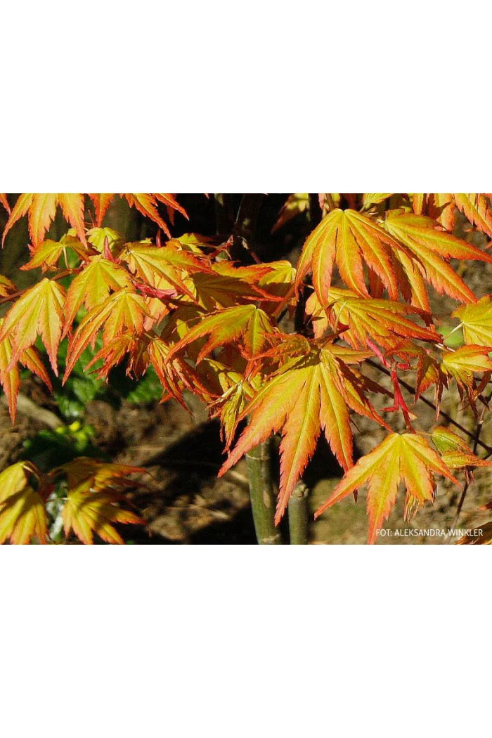 Klon palmowy 'Orange Dream' | Acer palmatum