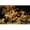 Klon palmowy 'Orange Dream' | Acer palmatum
