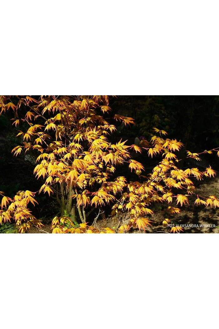 Klon palmowy 'Orange Dream' | Acer palmatum