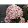 Hortensja drzewiasta 'Pink Anabelle' | Hydrangea arborescens
