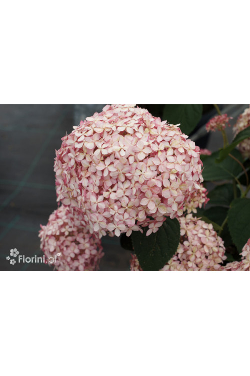 Hortensja drzewiasta 'Pink Anabelle' | Hydrangea arborescens