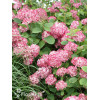 Hortensja drzewiasta 'Ruby Anabelle' | Hydrangea arborescens