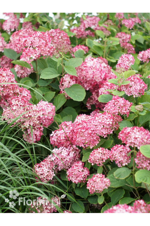 Hortensja drzewiasta 'Ruby Anabelle' | Hydrangea arborescens