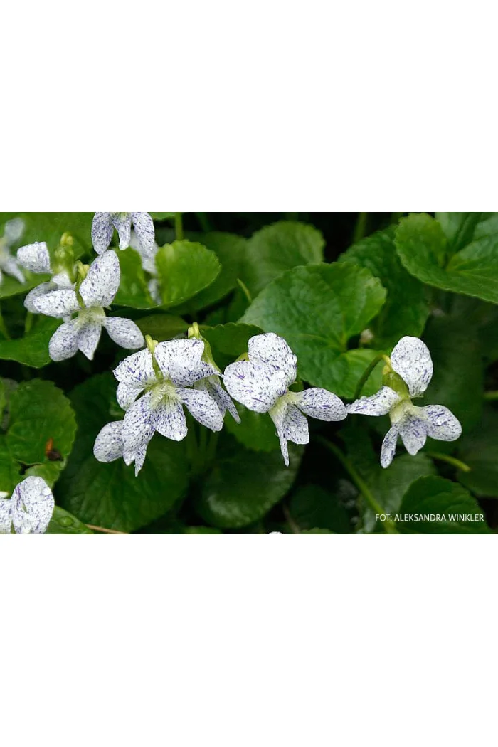 Fiołek, Fiołek motylkowaty, viola, fiołek freckles