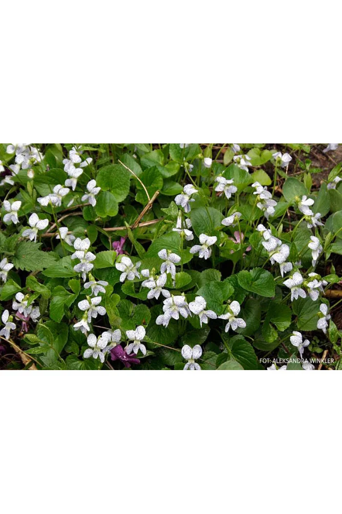 Fiołek, Fiołek motylkowaty, viola, fiołek freckles