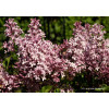 Lilak Meyera 'Palibin' | Syringa meyerii