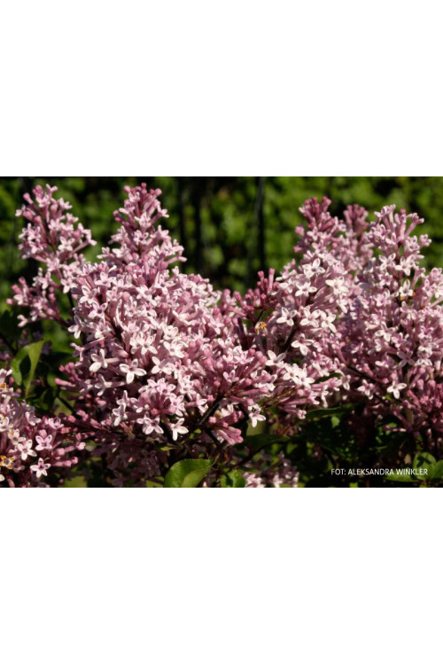 Lilak Meyera 'Palibin' | Syringa meyerii