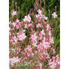 Gaura 'Siskiyou Pink'