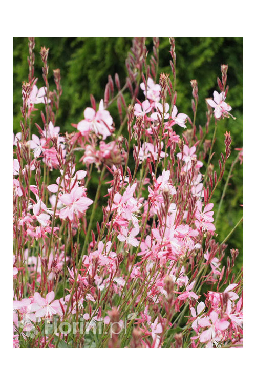 Gaura 'Siskiyou Pink'